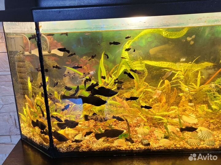 Моллинезии