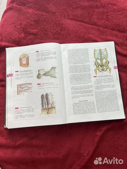 Атлас анатомии человека Сапин