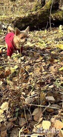 Вязка кобель чихуахуа