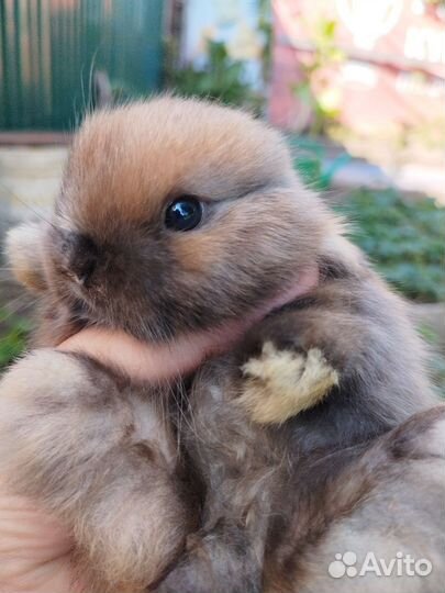 Декоративные карликовые кролики породы Минилоп