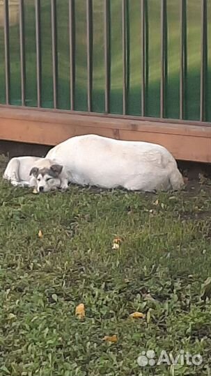 Щенок лабрадора