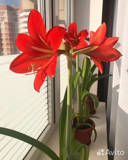 Гиппеаструм