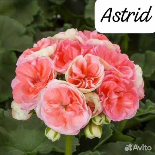 Astrid