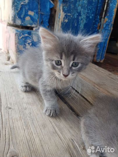 Котята
