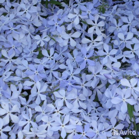 Флоксы (разные сорта)