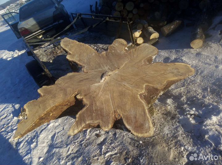 Спил корня дуба