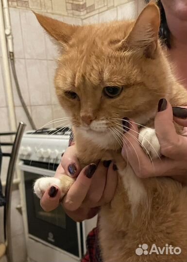 Помогите Кошечке