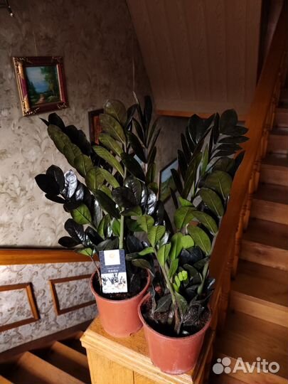 Замиокулькас черный равен