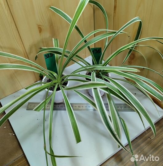 Хлорофитумы