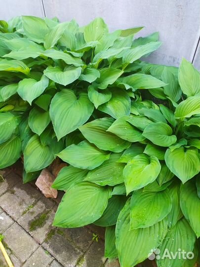 Хоста сорт Инвийнсибл