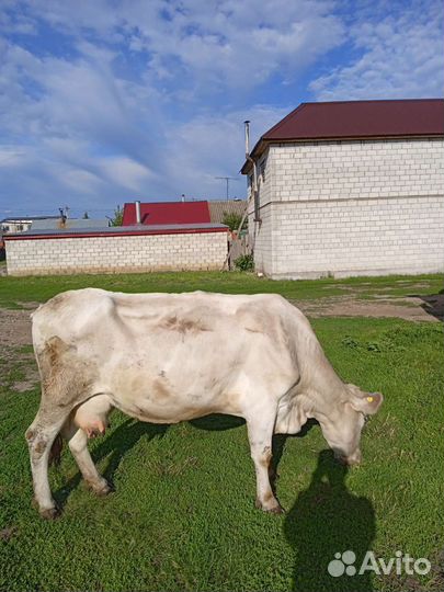 Продам корову