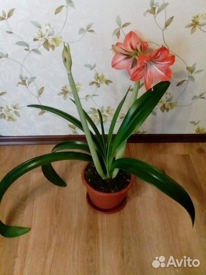 Луковицы Гименокалиса Гиппеаструм Циртантуса Калла