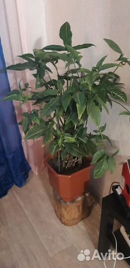 Замиокулькас и другие комнатные цветы