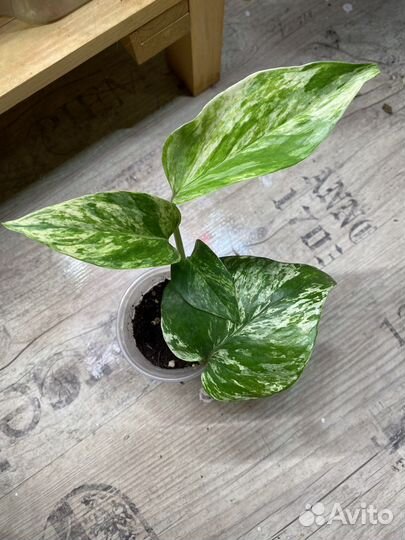 Эпипремнумы сортовые (сциндапсус)