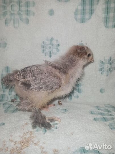 Цыплята брама