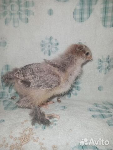 Цыплята брама