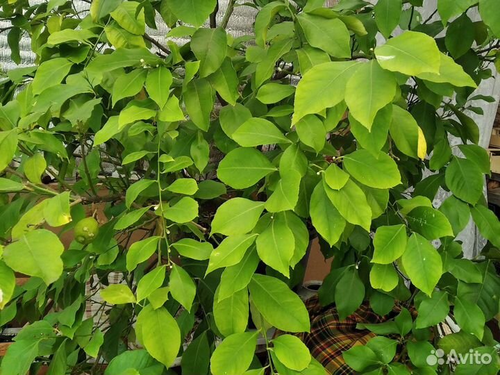 Домашний лимон (двухлетний)