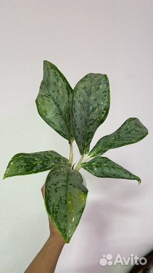Аглаонемы разные сорта