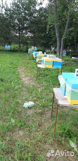 Продам пчелосемьи