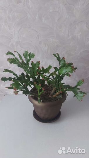 Цветок декабрист