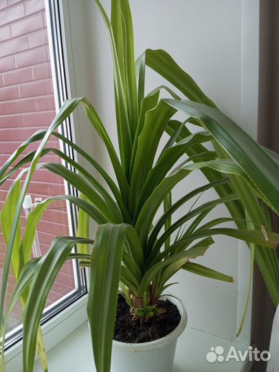 Комнатные цветы