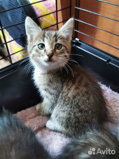 Кошка в дар