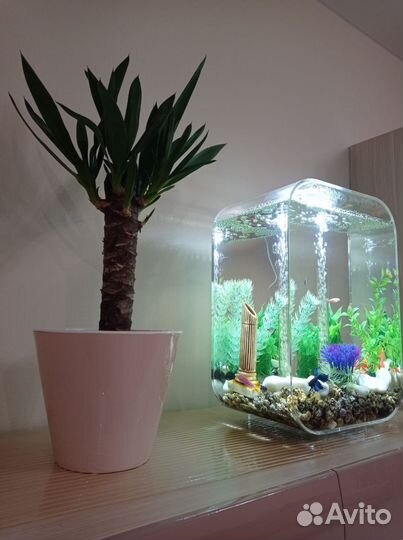 Аквариум для рыб