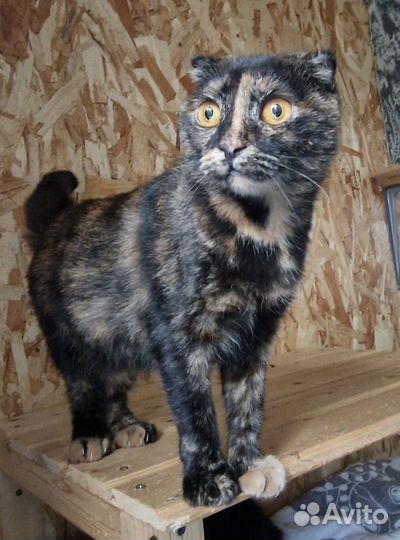 Кошечка Буся