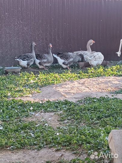 Тулузские гуси