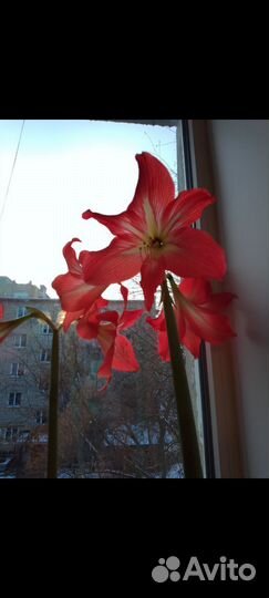 Гиппиаструм