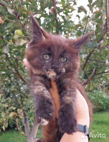 Мейн-кун девочка