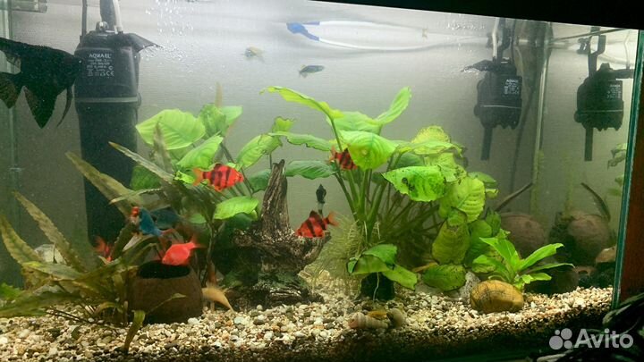 Аквариум