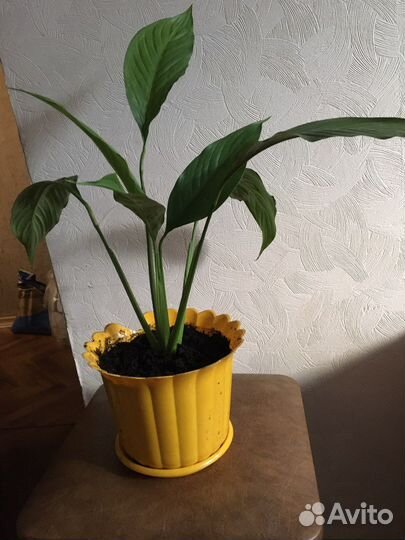 Спатифиллум