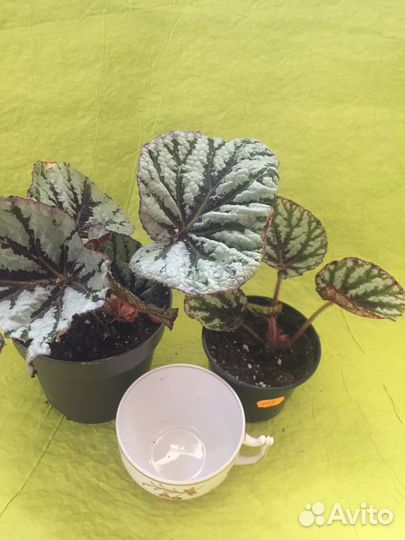 Бегонии сортовые