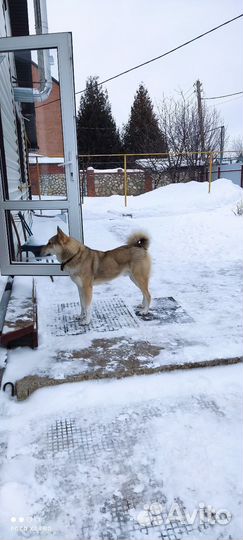 Западно-сибирская лайка вязка