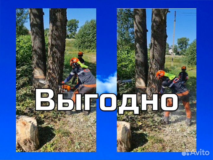Спил деревьев, Валка частями (смотри видео)