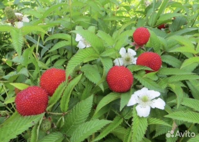 Тибетская малина саженцы