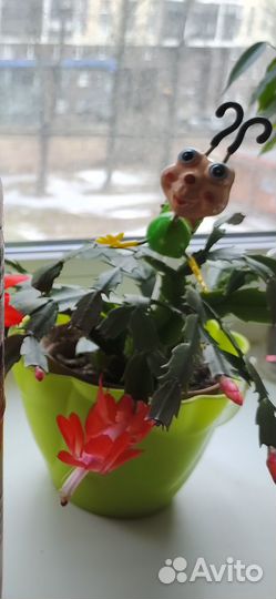 Цветок декабрист