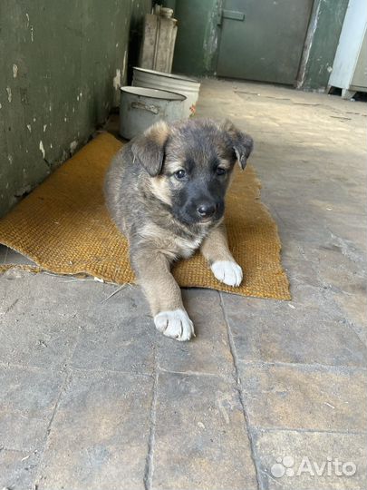 Щенок в добрые руки