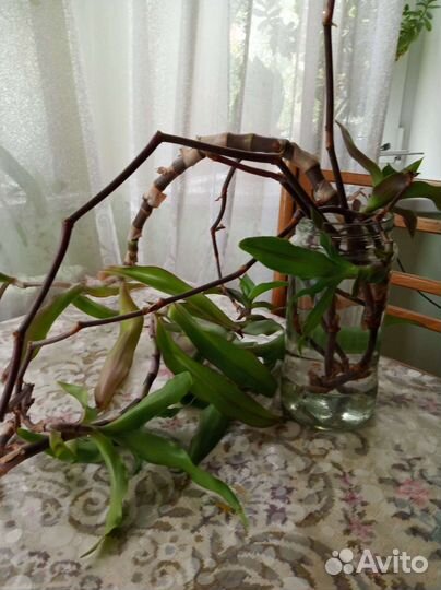 Золотой ус