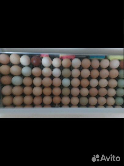 Перегородка для инкубатора