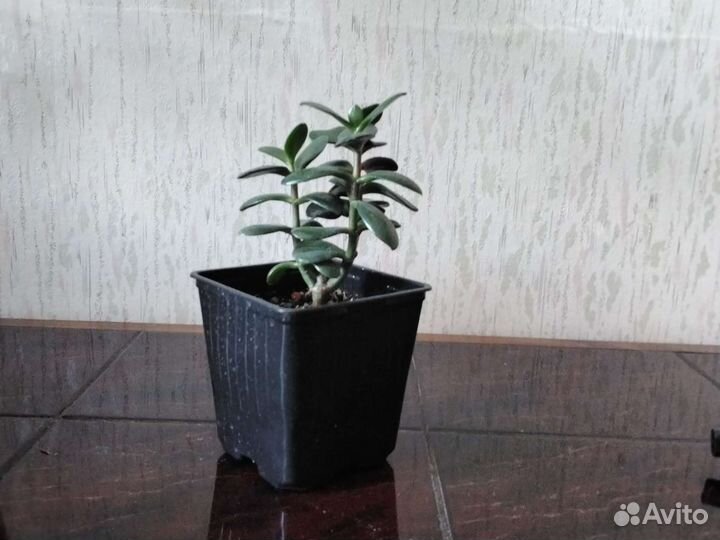 Денежное дерево,толстянка,крассула