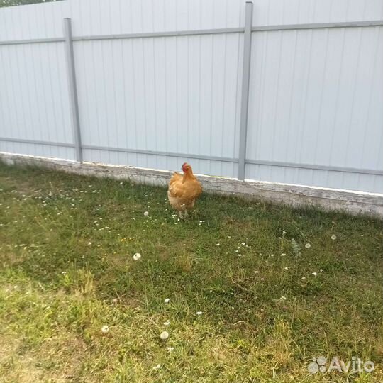 Петух орпингтон