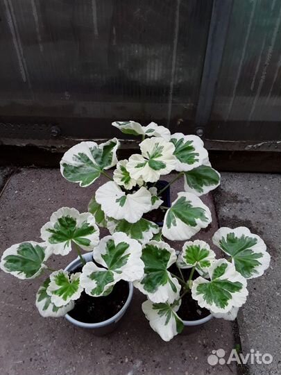 Пеларгонии сортовые