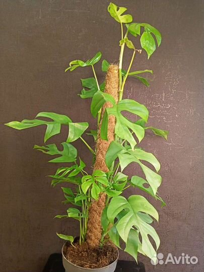 Монстера Минима укорененный черенок