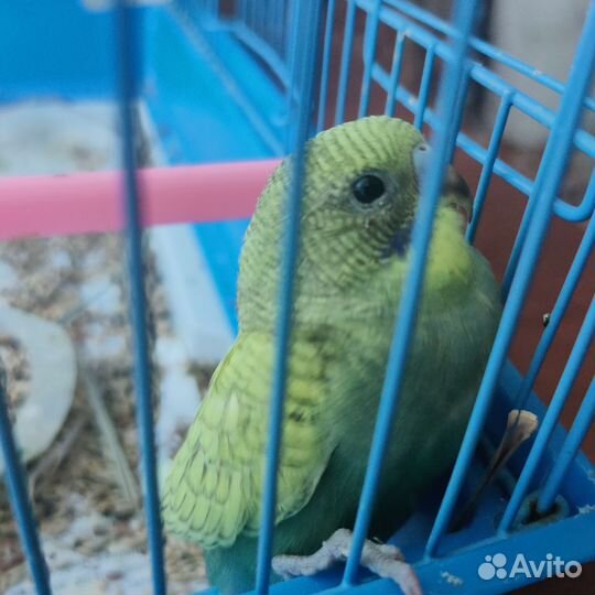 Птенцы волнистый попугай