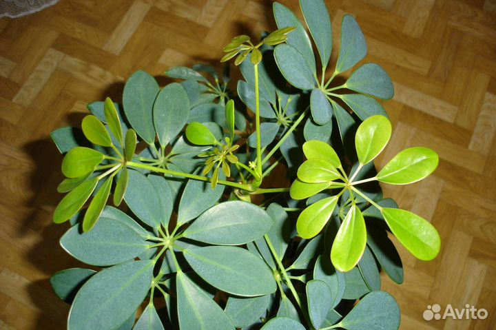 Шеффлера, фуксия, хойя