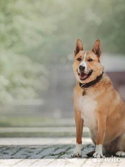 Собака очень ждет своего человека