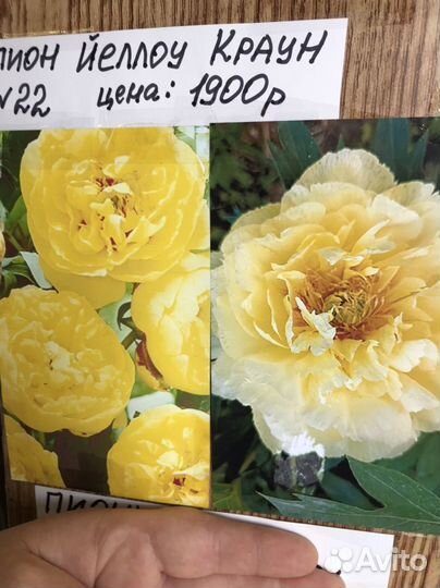 Корни пионов