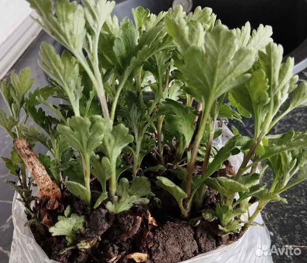 Хризантема корейская